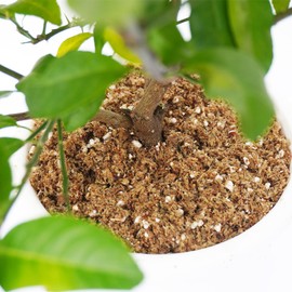 Kapecute 2QT Citrus Soil Potting Mix for Lemon Tree, Premium Citrus Tree Potting Soil Mix, Special Blend for Indoor Oranges, Limes