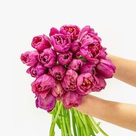 BloomsyBox: Bouquet Purple Peony Tulips- Big | 25 stems, Large Fresh flowers from Netherlands, purple petals, Fresh Cut Tulips, Easy To Care | Care Card & Flower Food Included