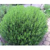 CEMEHA SEEDS - Seeds Summer Savory Non GMO Herbs for