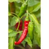 30 Semillas Chile Cayenne Pimienta Roja Nuevas Autenticas