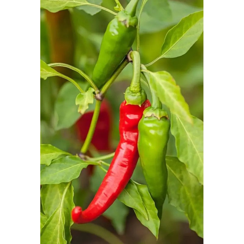 30 Semillas Chile Cayenne Pimienta Roja Nuevas Autenticas