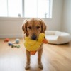 Patito De Peluche Chillón Para Perros Juguete Interactivo M Amarillo