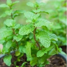 Set of 3 Vietnamese Vegetables Ngò GAI, Rau Càng Cua và Rau húng lủi Culantro Thai Parley, peperomia pellucida Plant Seeds and Vietnamese Perilla Seeds 1000++ Seeds/Bag