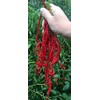 Thunder Mountain Longhorn Cayenne Heirloom Pepper Premium Seed Packet Longest