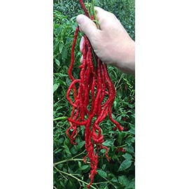 Thunder Mountain Longhorn Cayenne Heirloom Pepper Premium Seed Packet Longest Pepper in The World