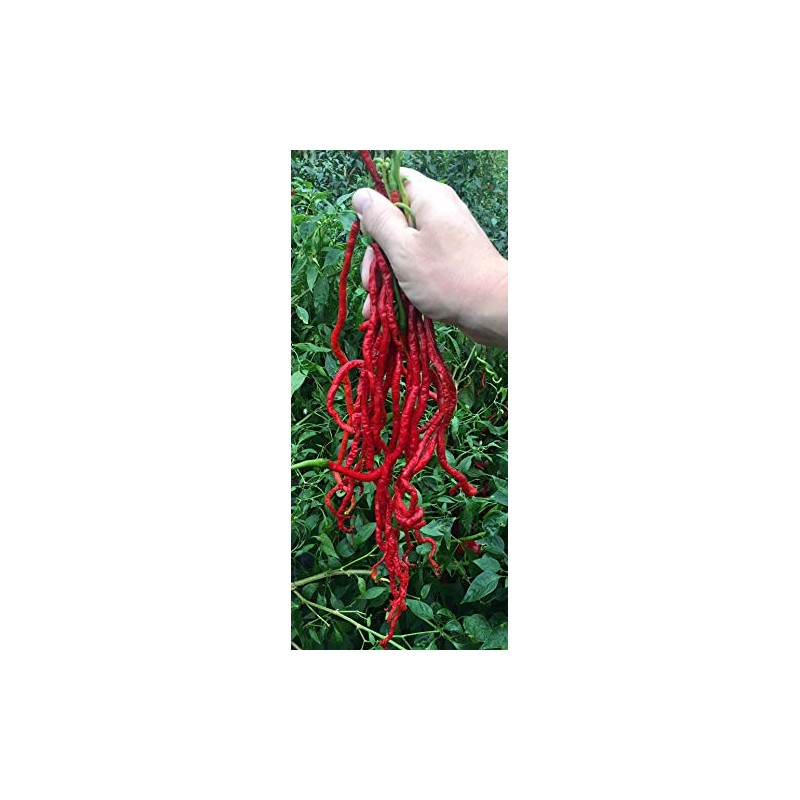 Thunder Mountain Longhorn Cayenne Heirloom Pepper Premium Seed Packet Longest