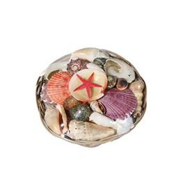 Sea Shells with Starfish in Basket