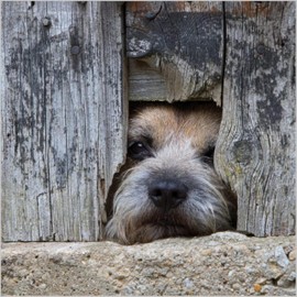 Abacus Cards General Male/Female Blank/Birthday Card - 'Border Terrier Dog' - Eco-Friendly & Recyclable - From the BBC Countryfile Range