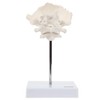 Axis Scientific Occipital Bone - C1 and C2, Human Skull