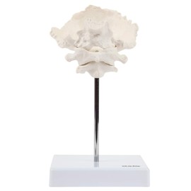 Axis Scientific Occipital Bone - C1 and C2, Human Skull Anatomy Model, Medical Vision Scientific Flexible Cervical, Real Models Tools, Skeleton Head, Skulls Replica Life Size