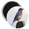 CafePress Eastern Bluebird Magnet 2.25" Round Magnet, Refrigerator Magnet