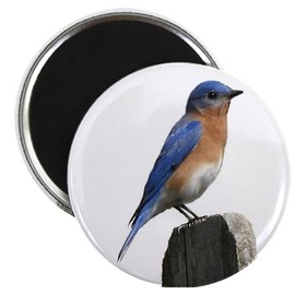 CafePress Eastern Bluebird Magnet 2.25" Round Magnet, Refrigerator Magnet