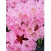 Rhododendron 'Scintillation' (Rhododendron) Evergreen, soft pink, #2 - Size Container