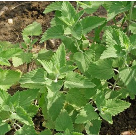 2000 Catnip Catmint Seeds Nepeta Cataria, Premium Non-GMO, Open Pollinated, US Grown Seed, Always Fresh!