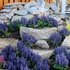 Ajuga Reptans Bronze Beauty | 3 Live Plants | Carpet