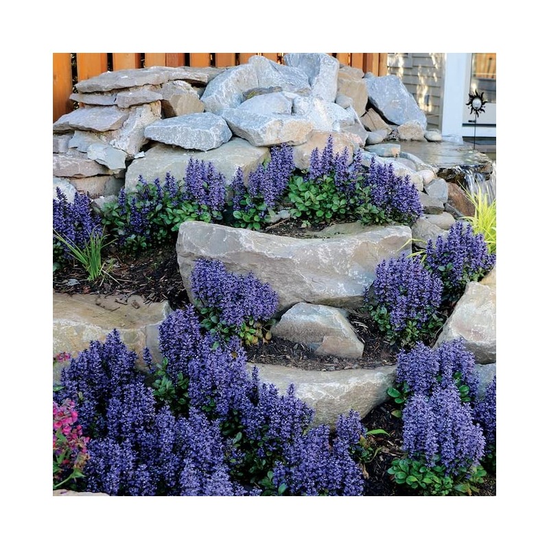 Ajuga Reptans Bronze Beauty | 3 Live Plants | Carpet
