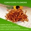DABC OAK LAND 1 LB Cordyceps Flower, 100% Natural Dried