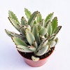 Live Panda Plant Succulent – Kalanchoe Tomentosa Succulent - Fully