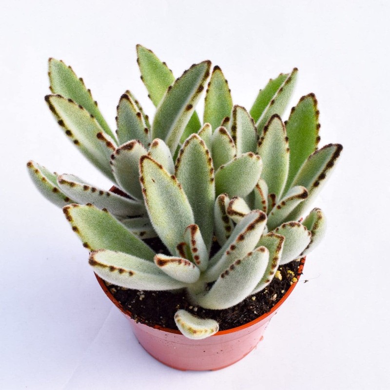 Live Panda Plant Succulent – Kalanchoe Tomentosa Succulent - Fully
