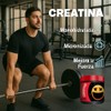 Creatina Monohidratada Pura, Suplemento Dietético, Sin Saborizante, 500g, 100 Servicios,