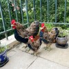LWINGFLYER Artificial Feather Hen Chicken Statue Ornaments DIY Craft for