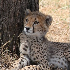 Wildlife Cheetah Greeting Card - Square