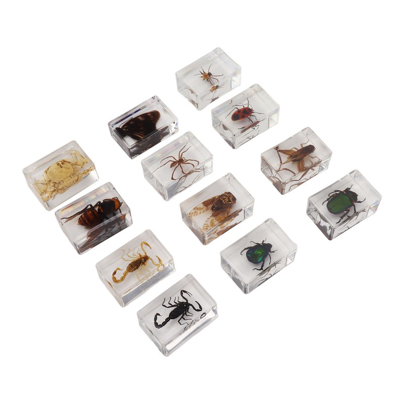 12 Pcs Real Bug Specimens Transparent Resin Science Education Classroom