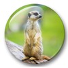 Merchandise for Fans 01 Fridge Magnets Meerkat Set of 6