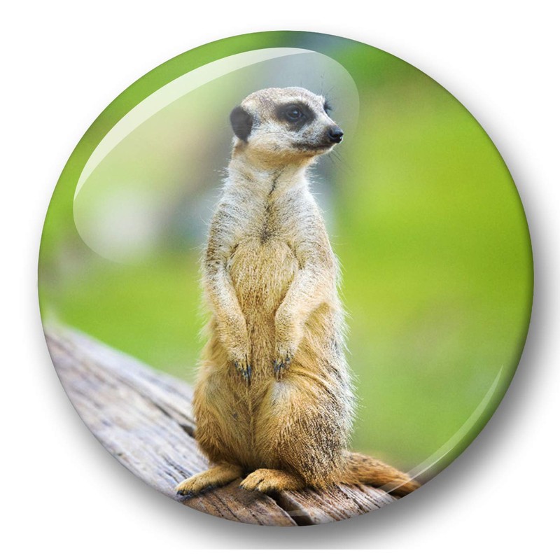 Merchandise for Fans 01 Fridge Magnets Meerkat Set of 6