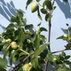 Jujube T602A (2) Tigertooth Jujube Tree 8" Thin Cutting Graft