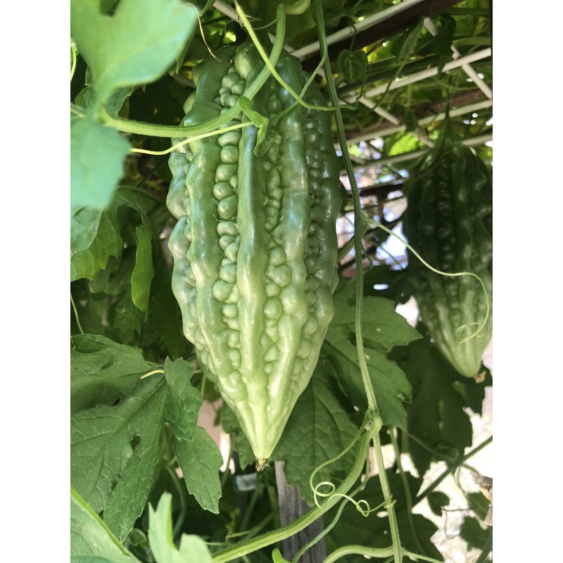 Fresh Bitter Melon 10 Seeds Package Fresh Harvested U.S. Seller
