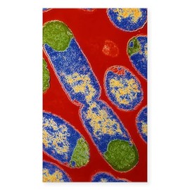 CafePress E. Coli Bacteria Rectangle Bumper Sticker Car Decal