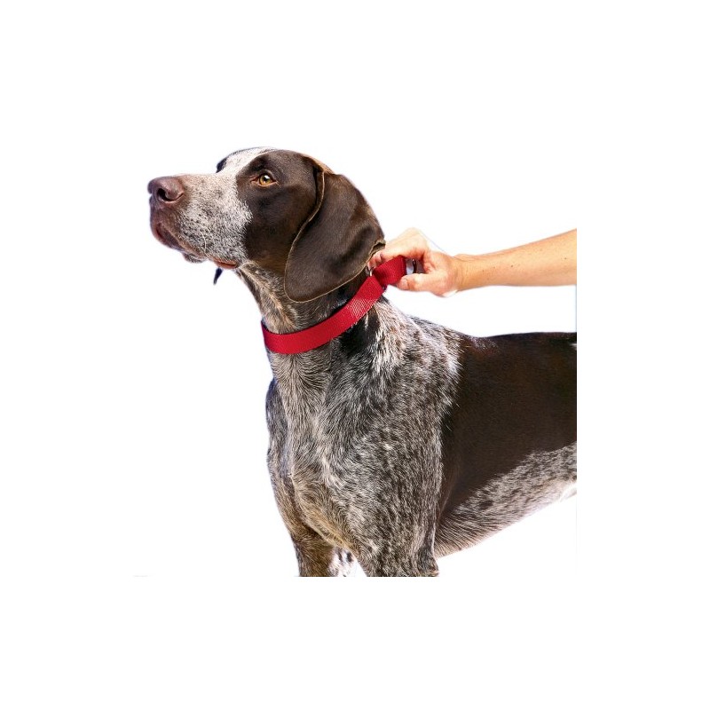 PetSafe Martingale Dog Collar - Safer Than Choke Chains -