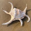 Large Water Spider Conch Seashell Natural Shell Rare Real Beach