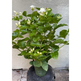 Jasmine sambac, Maid of Orleans, Arabian Jasmine, 6inch Pot, 10 to 14 inches Tall, White Blooms, Fragrant White Blooms, Evergreen Foliage, Prefect for Outdoor Garden and Indoor Aromatherapy