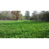 Feeders Outdoors 3 LBS DEER GREENS PURPLE TOP TURNIP DAIKON