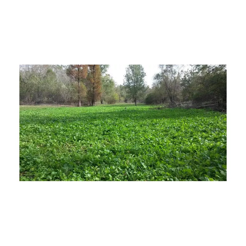 Feeders Outdoors 3 LBS DEER GREENS PURPLE TOP TURNIP DAIKON