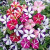 22Day Seeds: Seeds Petunia StarFall Mix/Annual Flowers