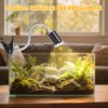 Turtle Basking Light (Cycle Timer), Tortoise Lamp UVA UVB Heat