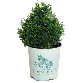 American Beauties Native Plants - Chamaecyparis thyoides 'Top Point' (Dwarf White Cedar) Evergreen, , #2 - Size Container