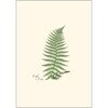 Earth Sky + Water - Fern Notecard Set - 8