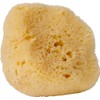Esponja natural del mar – Croll & Denecke