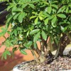 Brussel's Bonsai Live Hawaiian Umbrella Bonsai Tree - Large, 7
