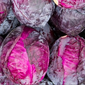 PAPAW'S GARDEN SUPPLY LLC. Helping The Next Generation Grow! Red Acre Heirloom Cabbage Seeds, Non-GMO, 1 Pack of 100 Vegetable Seeds
