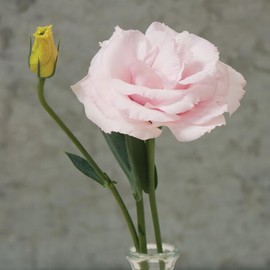 Palm Beach Medicinal Herbs - Arena III Baby Pink Pelleted Lisianthus (Eustoma grandiflorum) - Packet of 20 Seeds