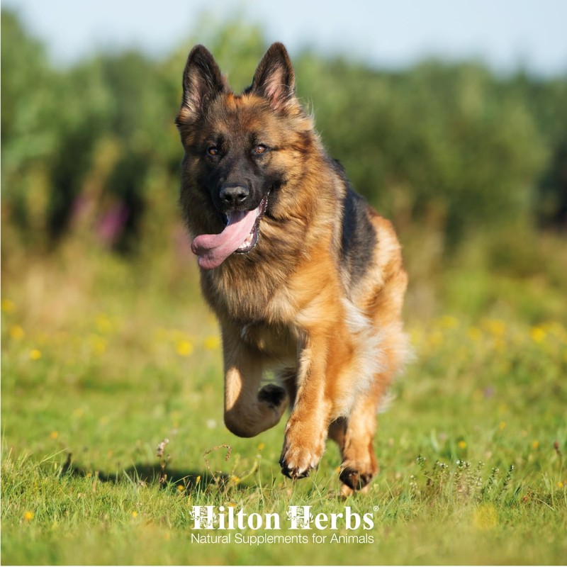 Hilton Herbs Canine CDRM - Neurological Support Formula 250 ml