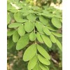 Malunggay 30 Organic Malunggay Seeds Moringa oleifera Drumstick Horseradish Arizona