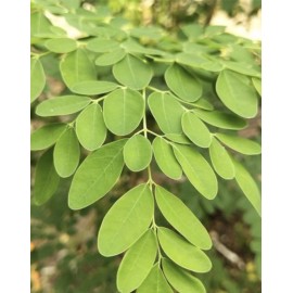 Malunggay 30 Organic Malunggay Seeds Moringa oleifera Drumstick Horseradish Arizona Grown