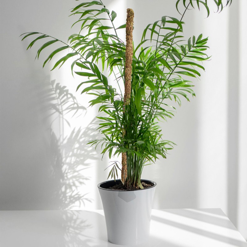 Moss Pole Coconut Stick DIY Modeling Plant Climbing Pole Climbing