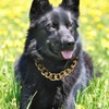 Woofuu 18K Gold Plated Circle Link Dog Collar - Heavy
